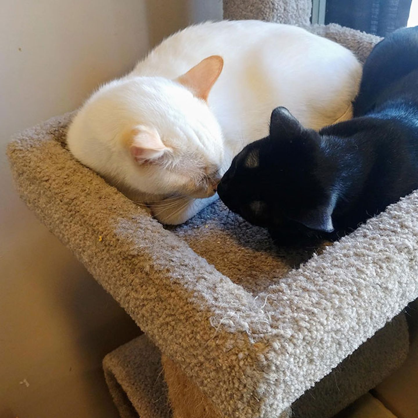 Cat Cafe