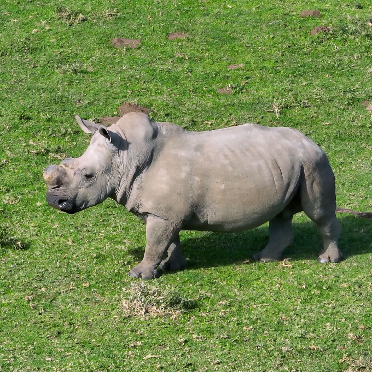 Rhino
