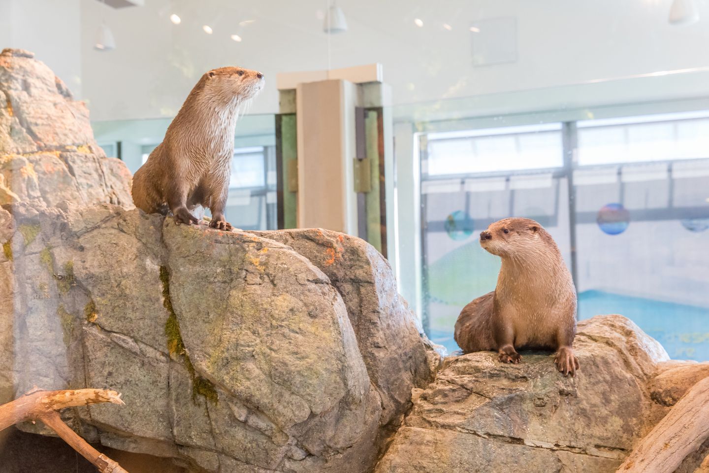 River otters