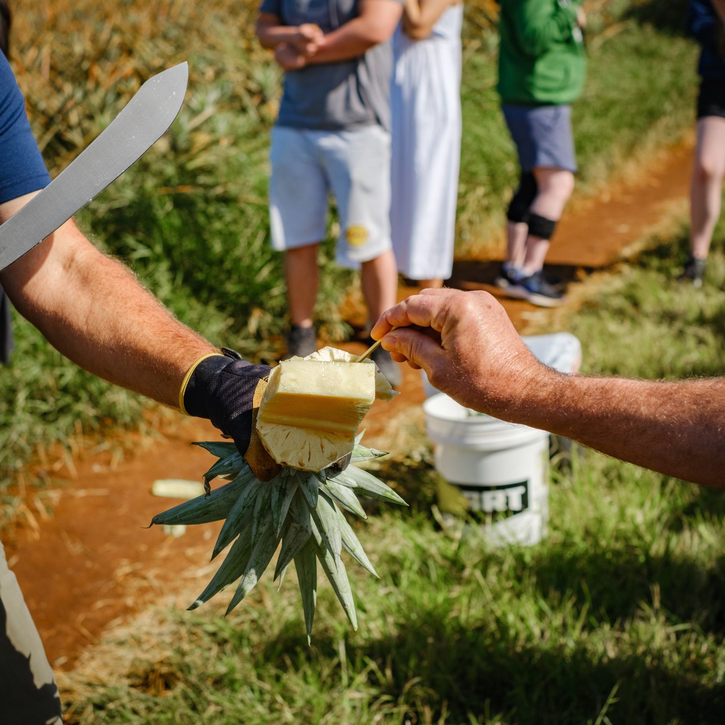 Fresh pineapple