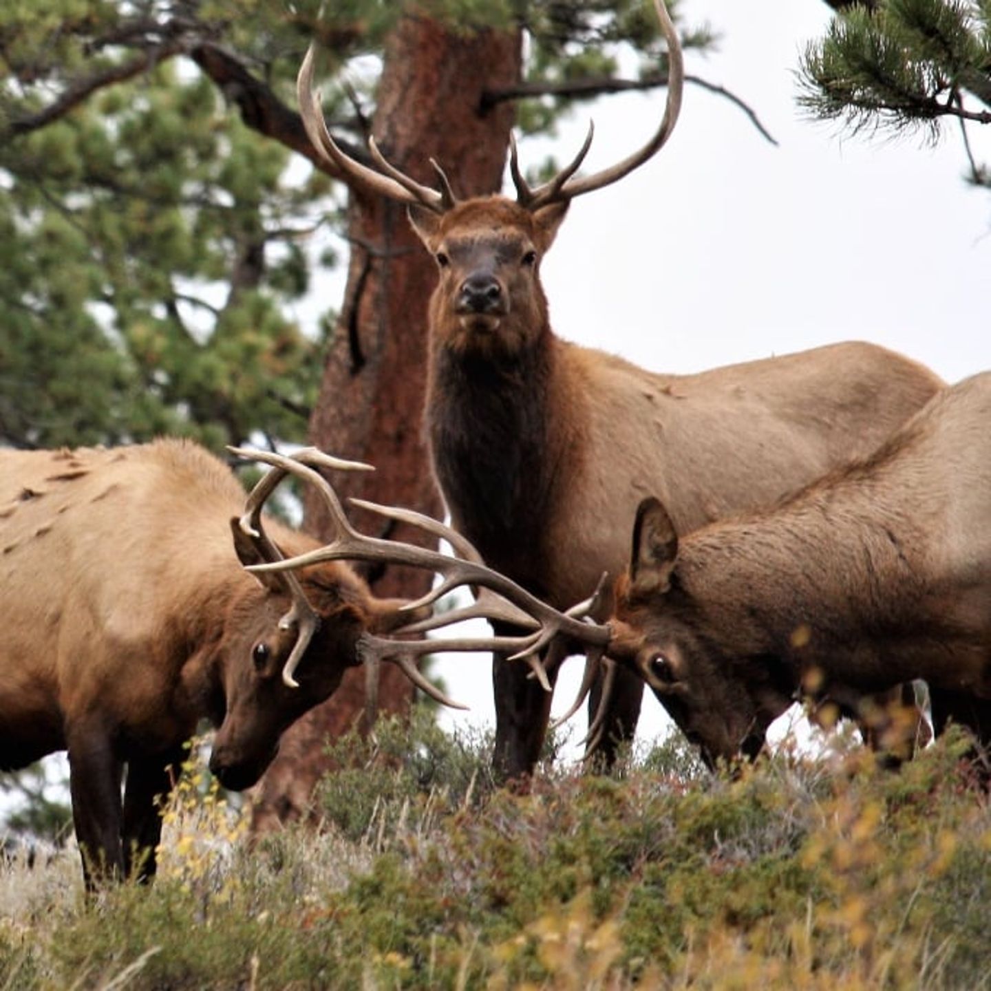 Elk