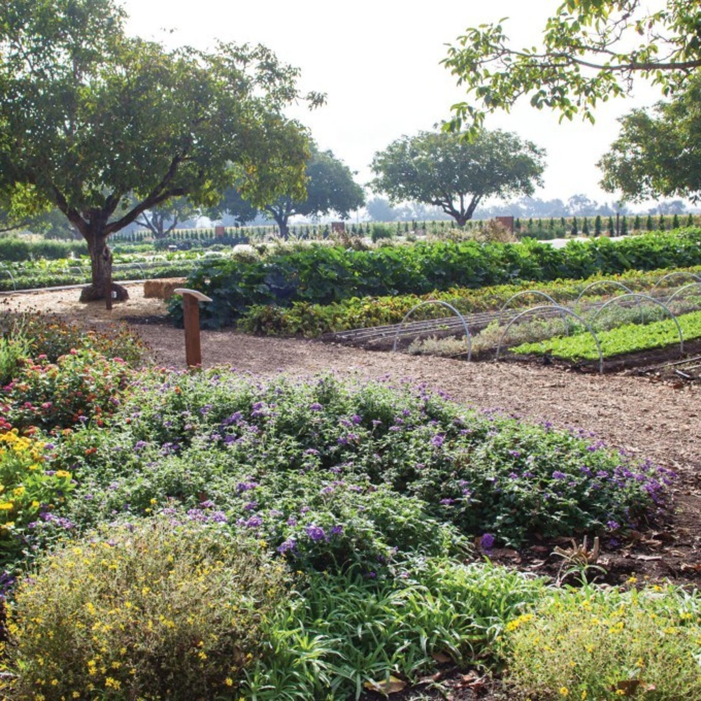 Garden Area