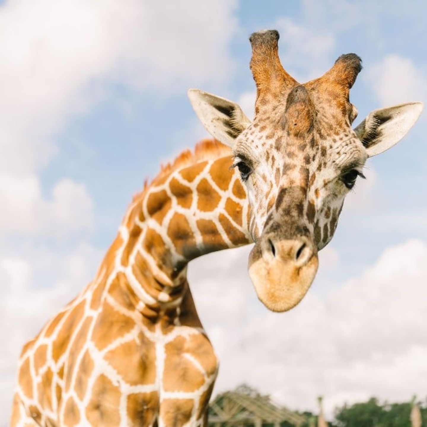 https://cdn.virgingifts.com/media/image/s/a/safari-park1.jpg
