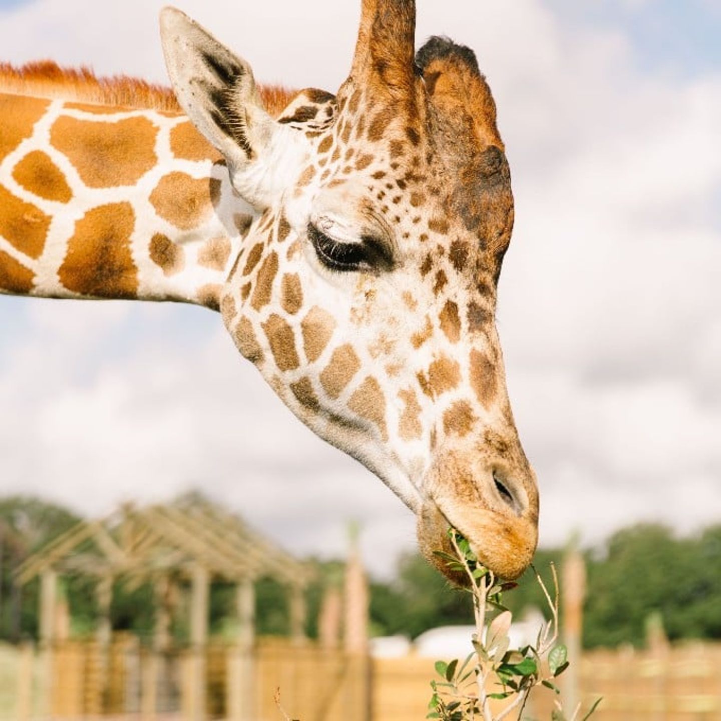 Giraffe eating