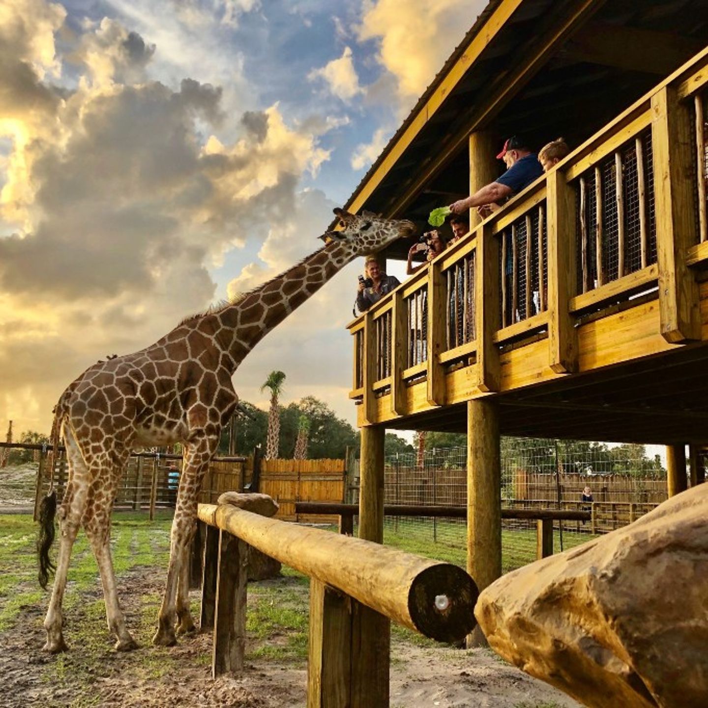 Giraffe in safari
