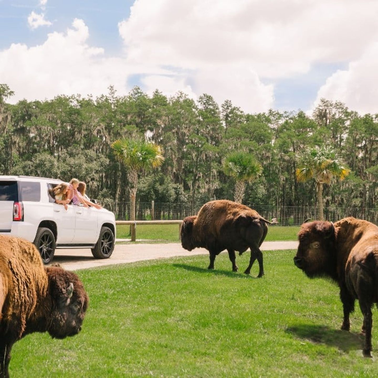 Buffalo roaming in safari