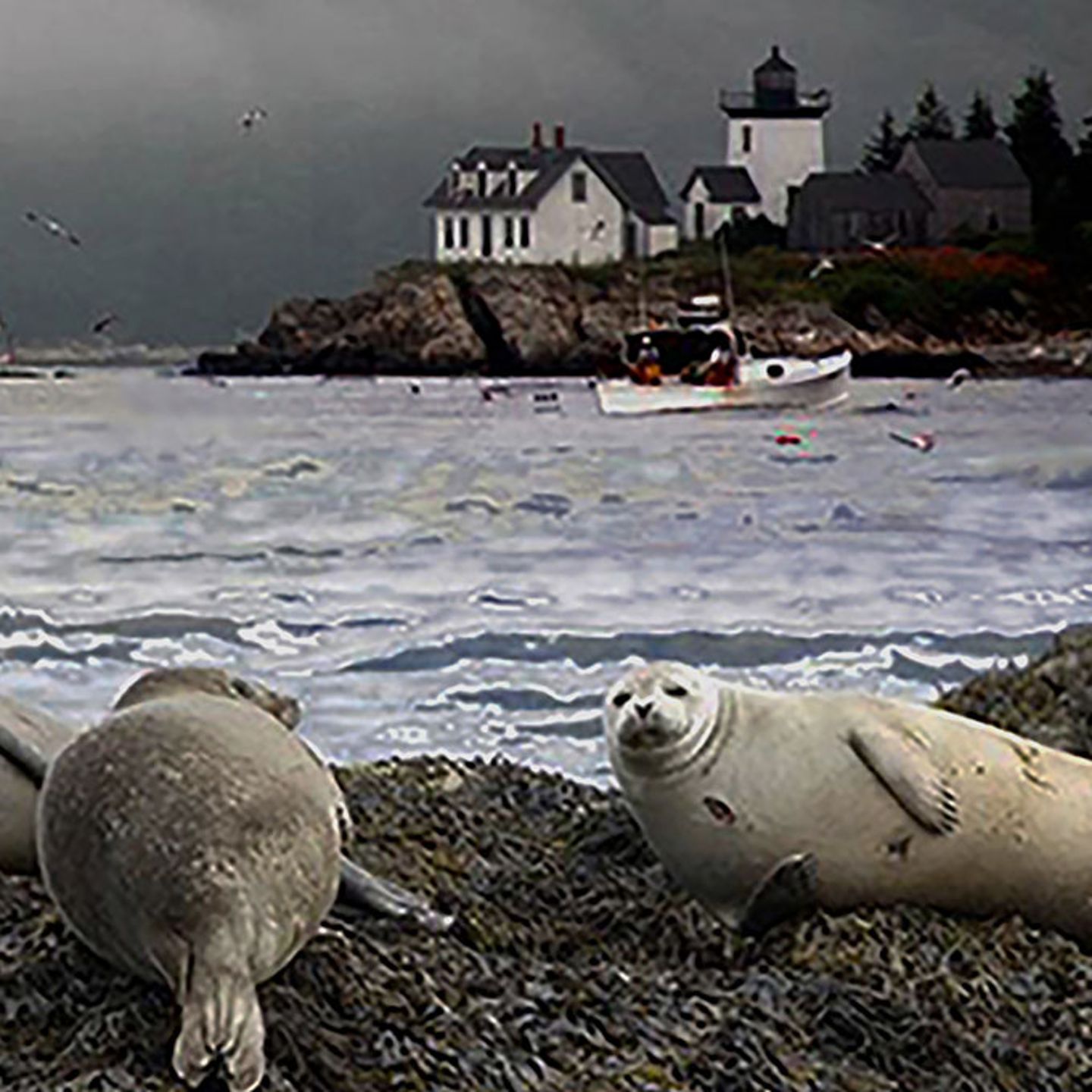 Seals on Eco-Sail