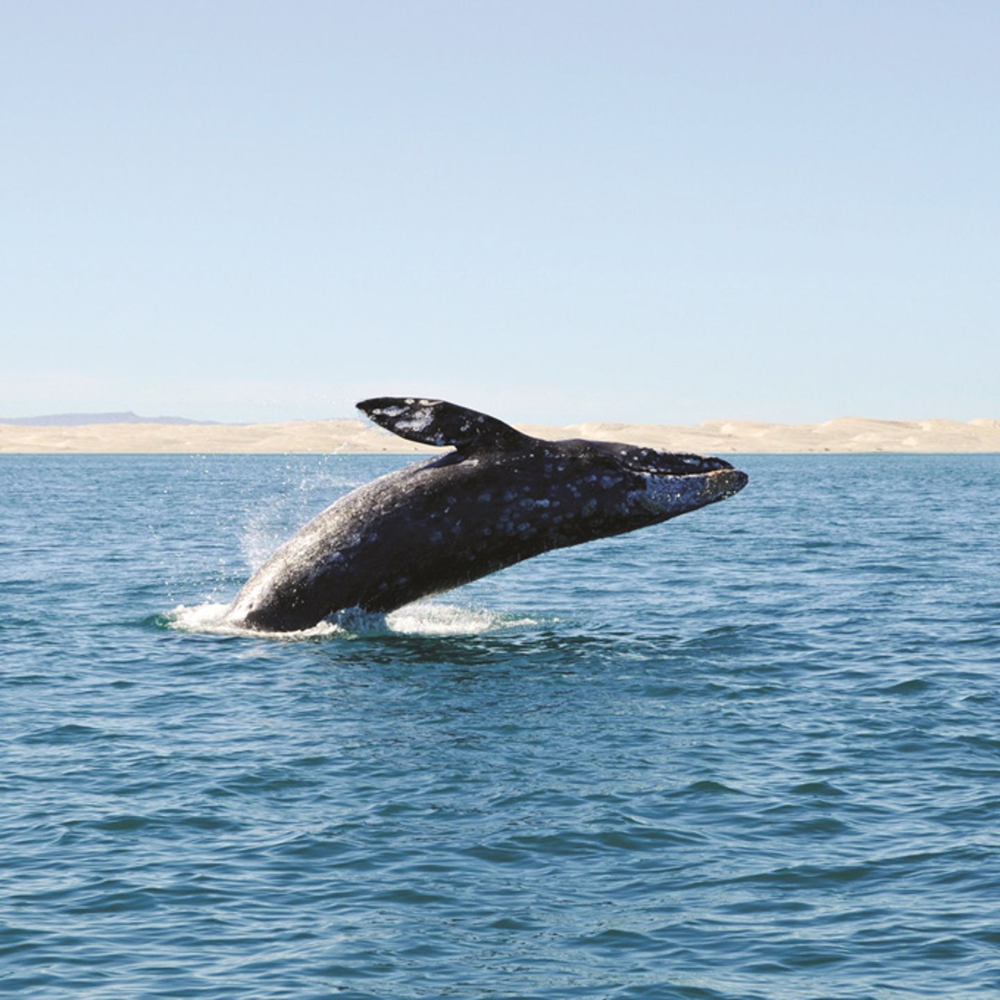 Whale Watching Cruise in San Diego