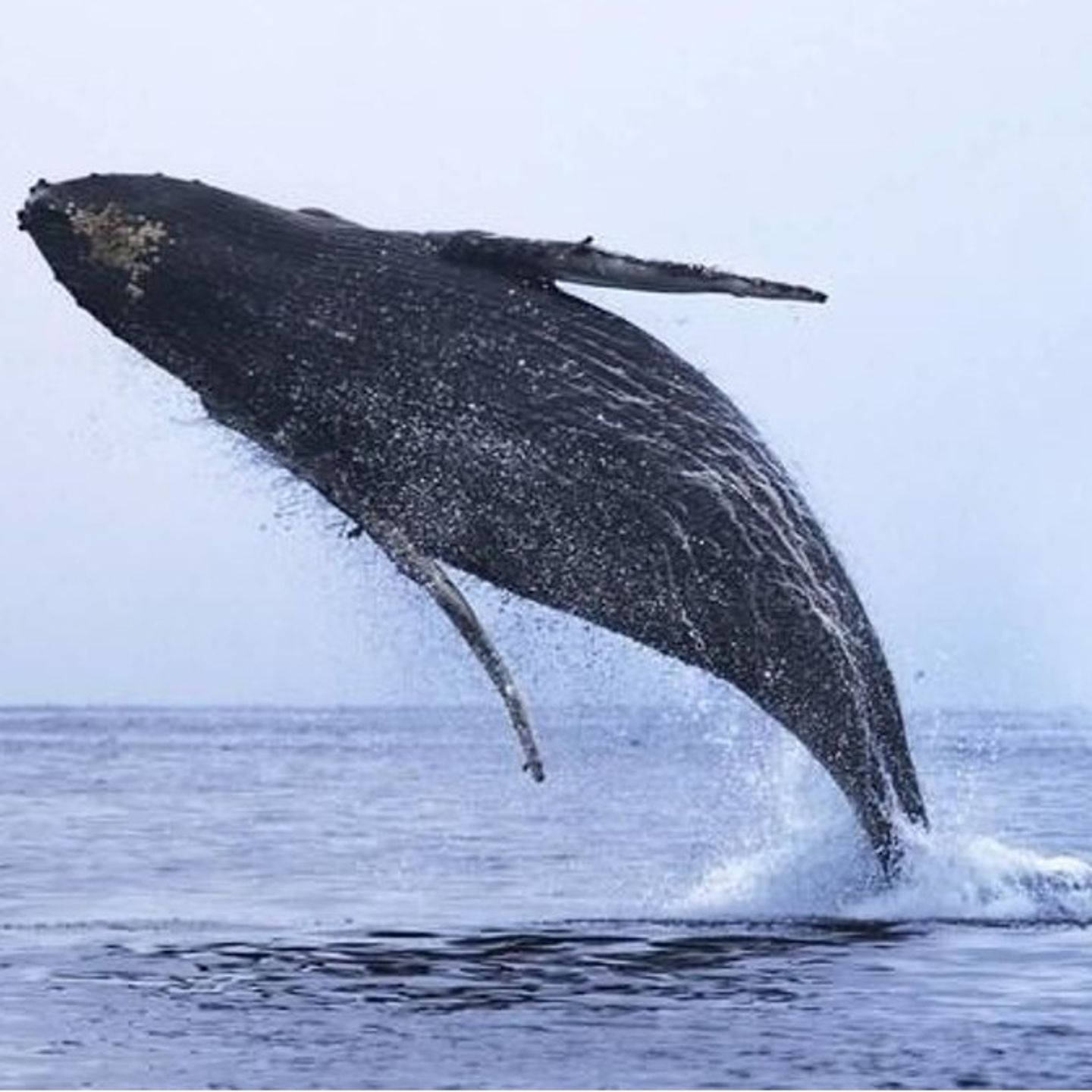 Whale Watching Tour