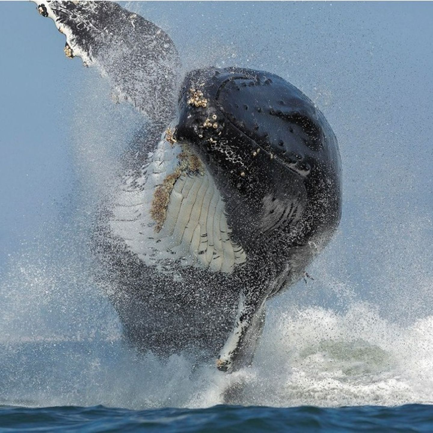 Whale Watching Monterey