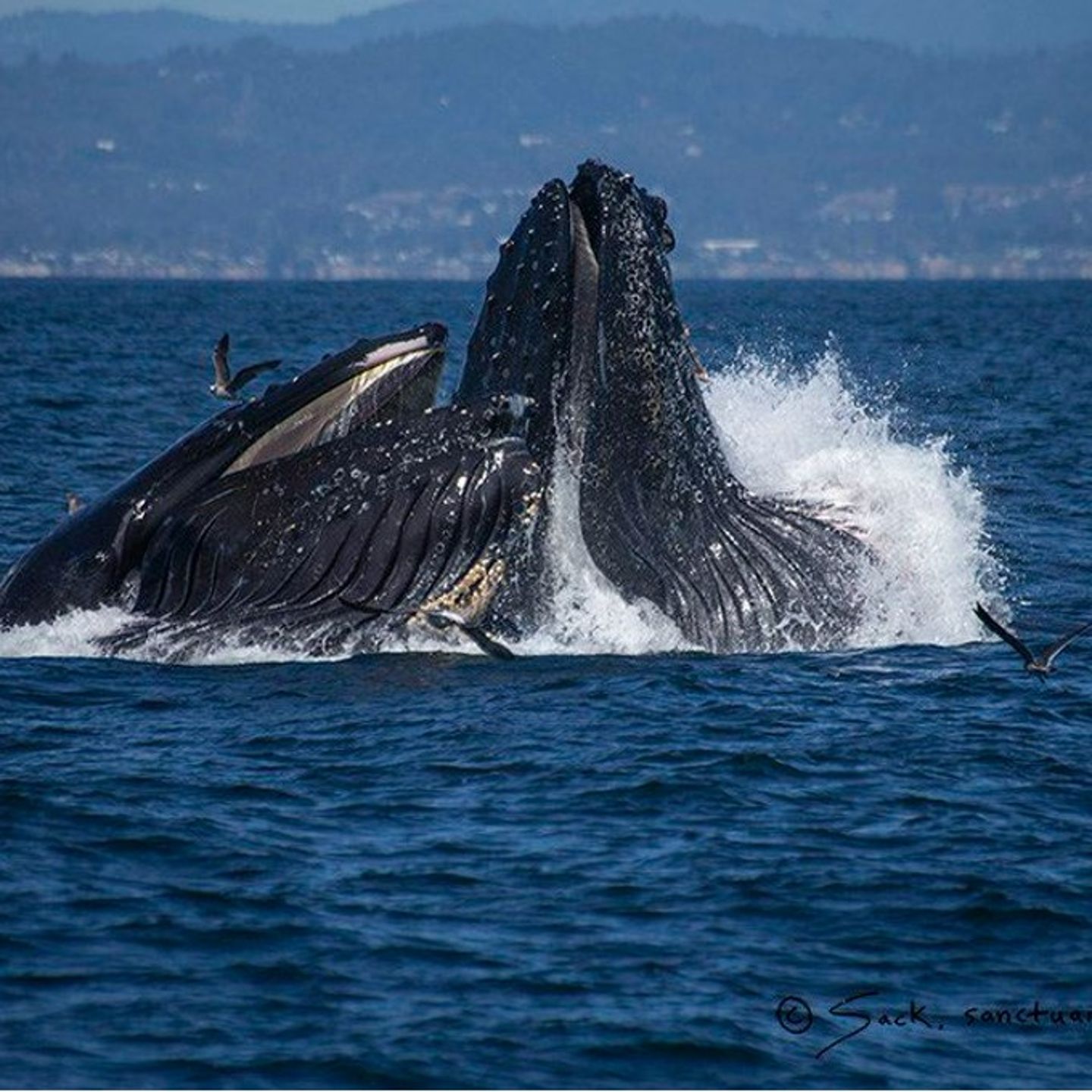 Monterey Whale Watching