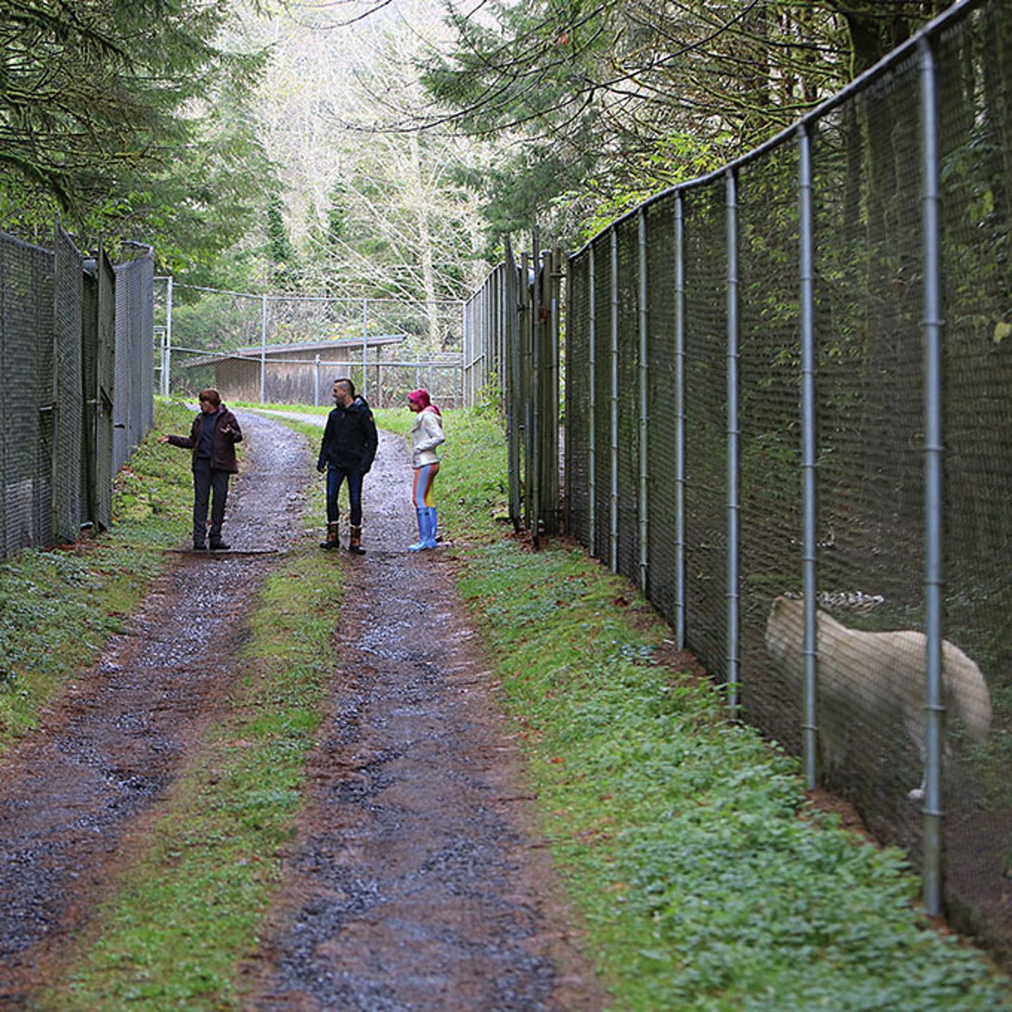 White Wolf Sanctuary Tour