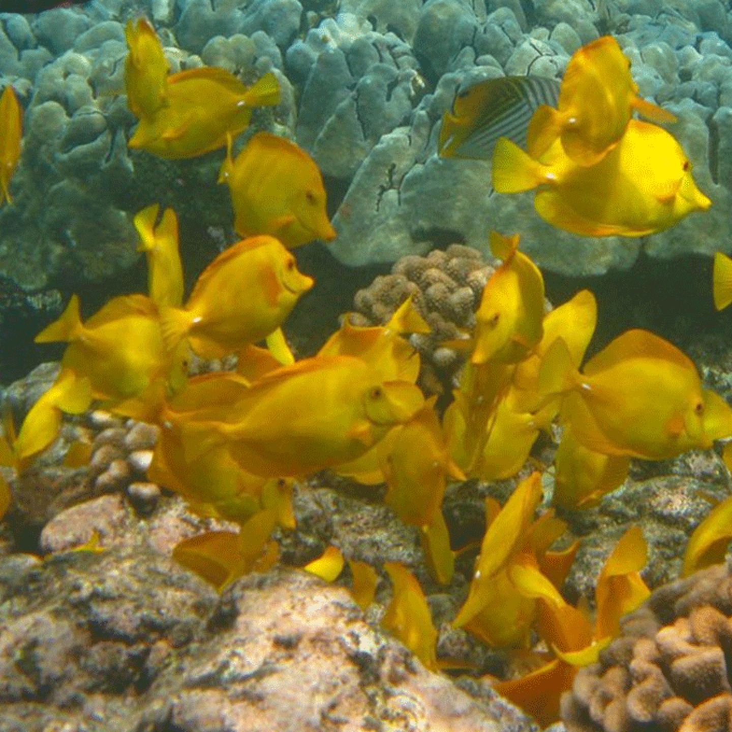 Snorkeling with Fish Kona