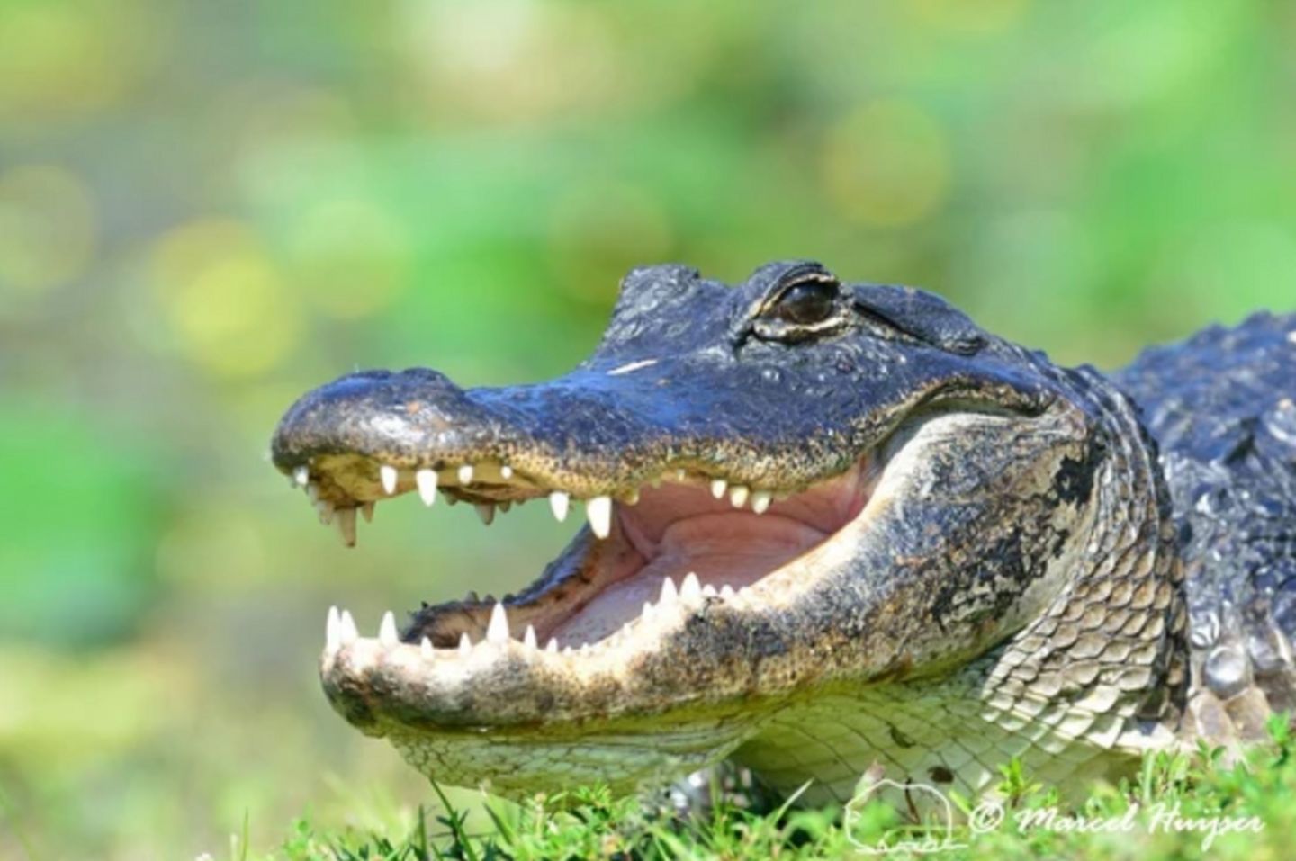 Alligator Tour