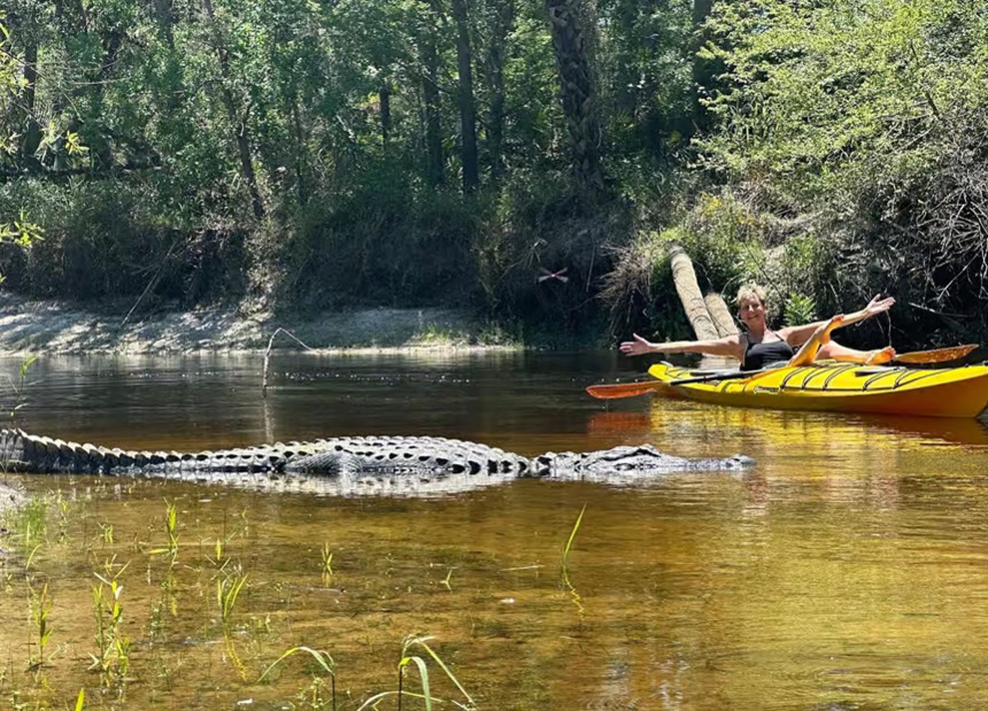 Up Close Boat and Alligator