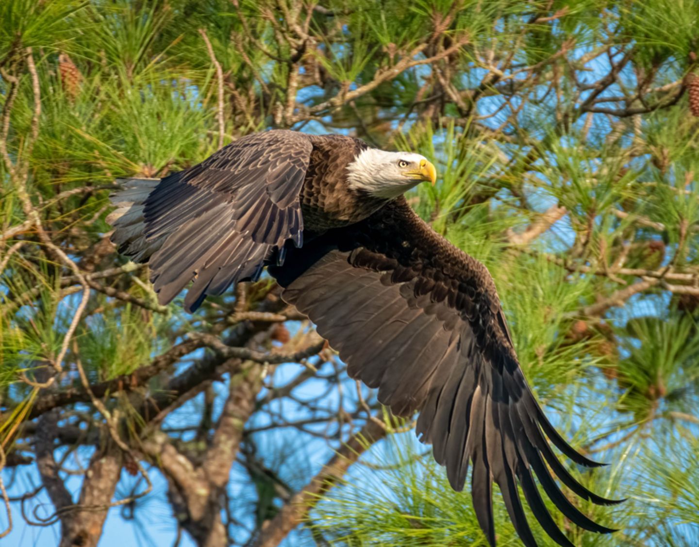 Bald Eagle
