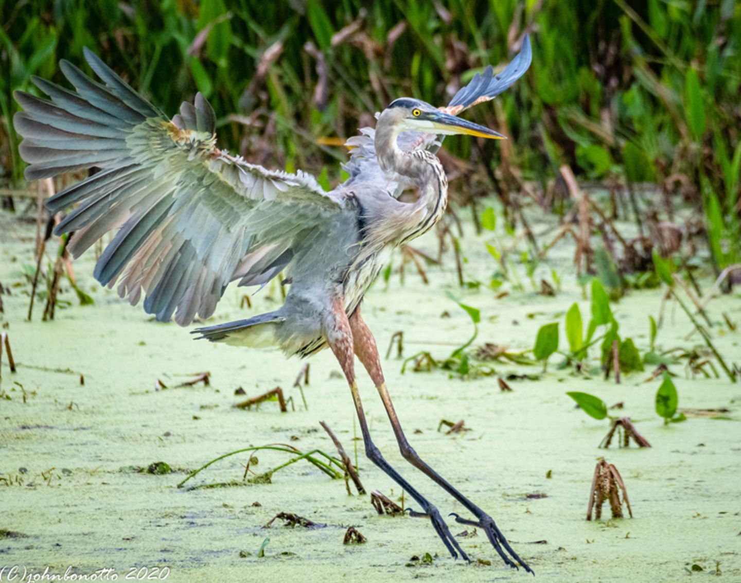 Great Blue Heron