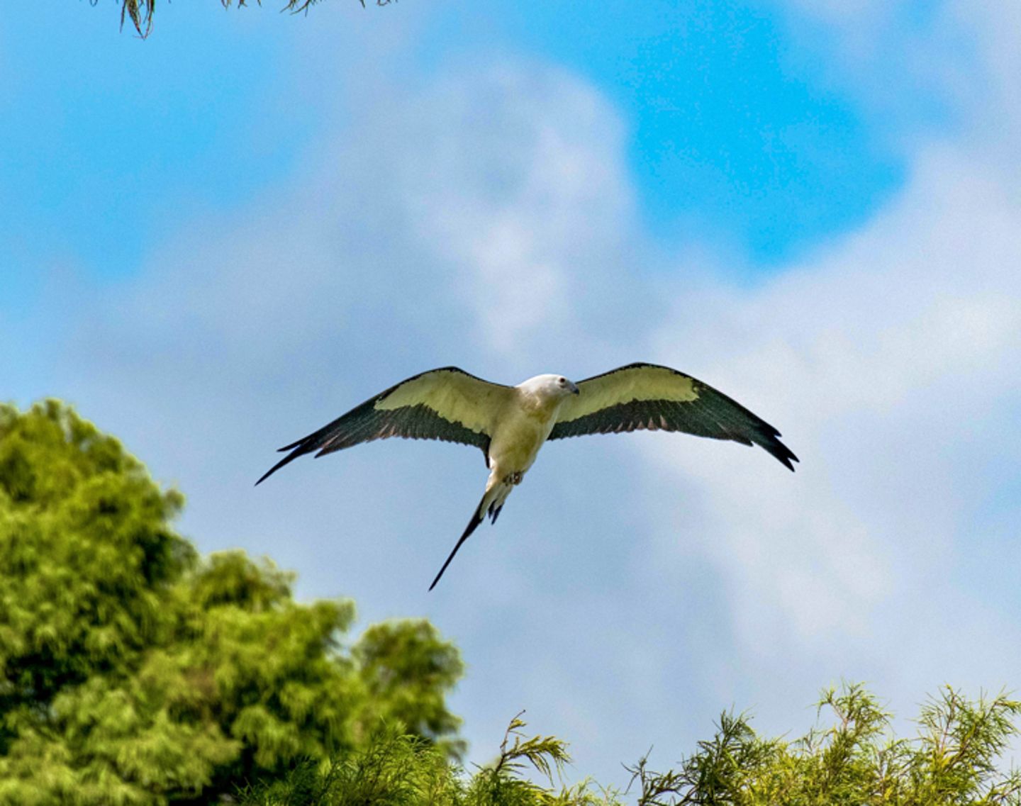 Swallow Tailed Kite