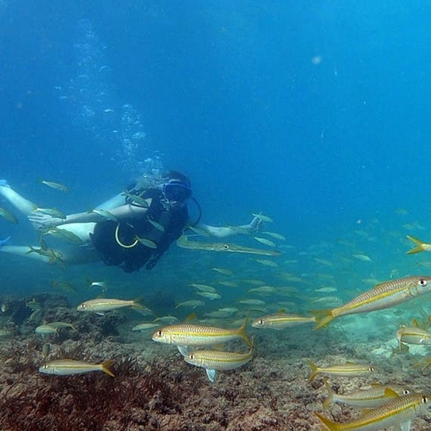 Person scuba diving