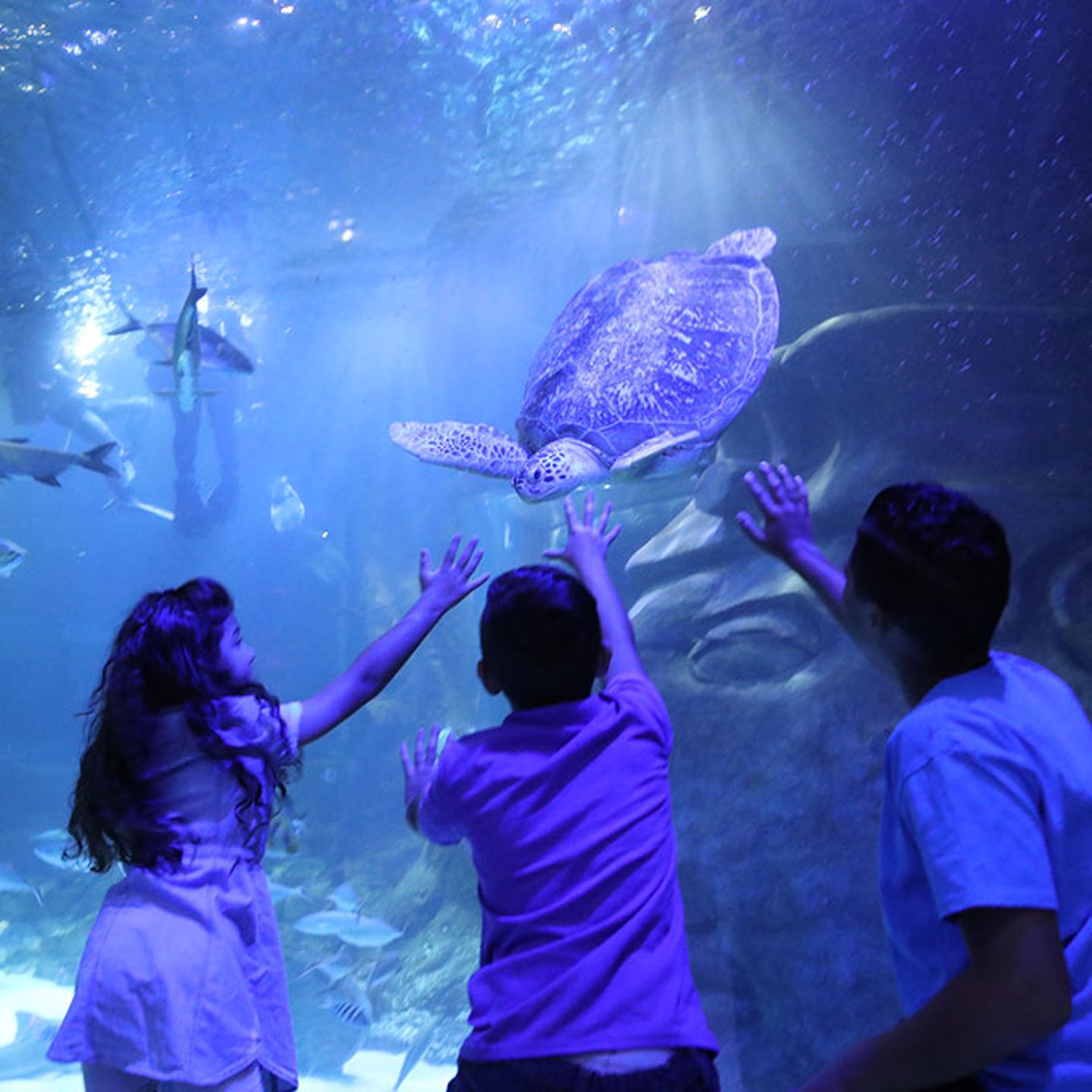 SEA LIFE Admission