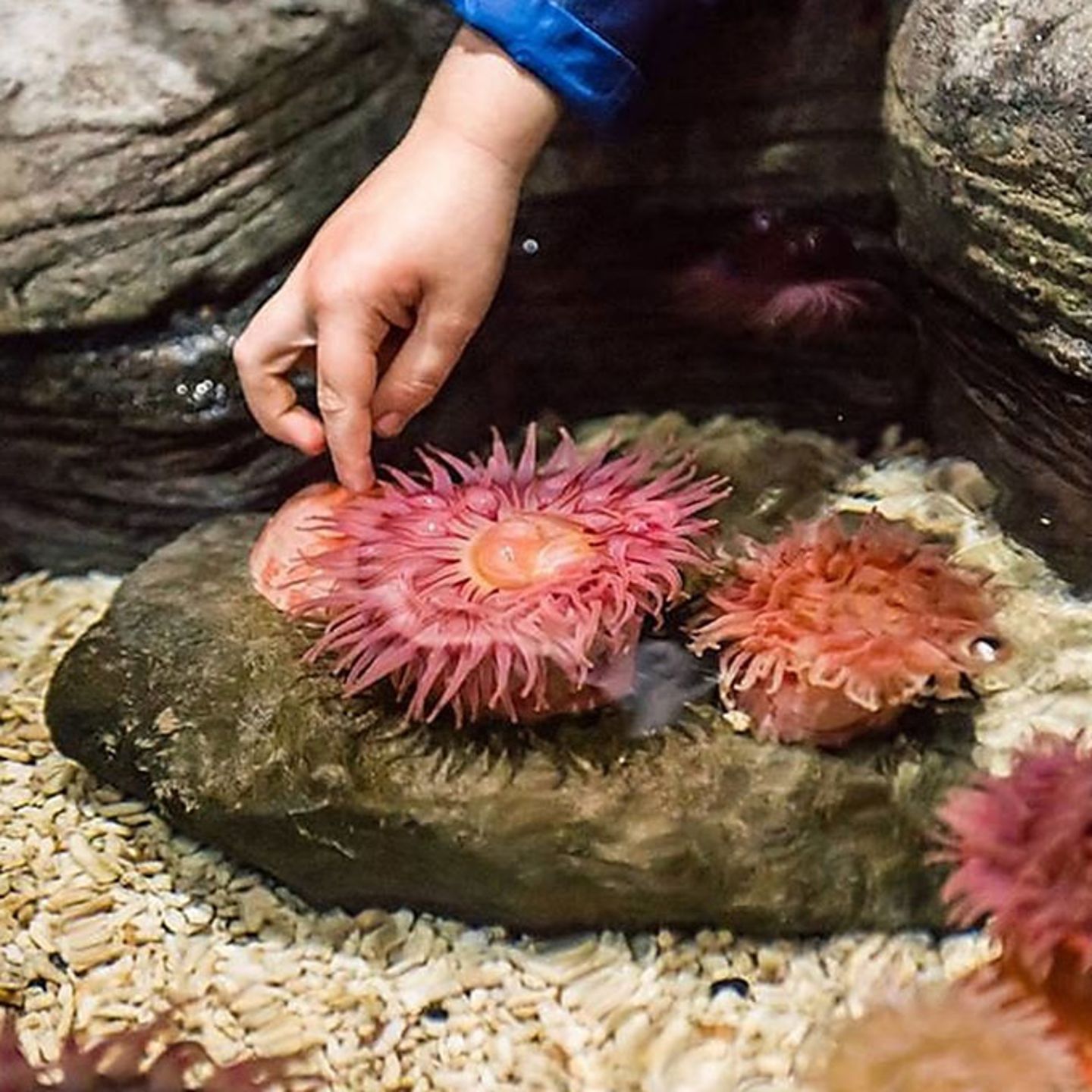 SEA LIFE San Antonio Interactive Experience