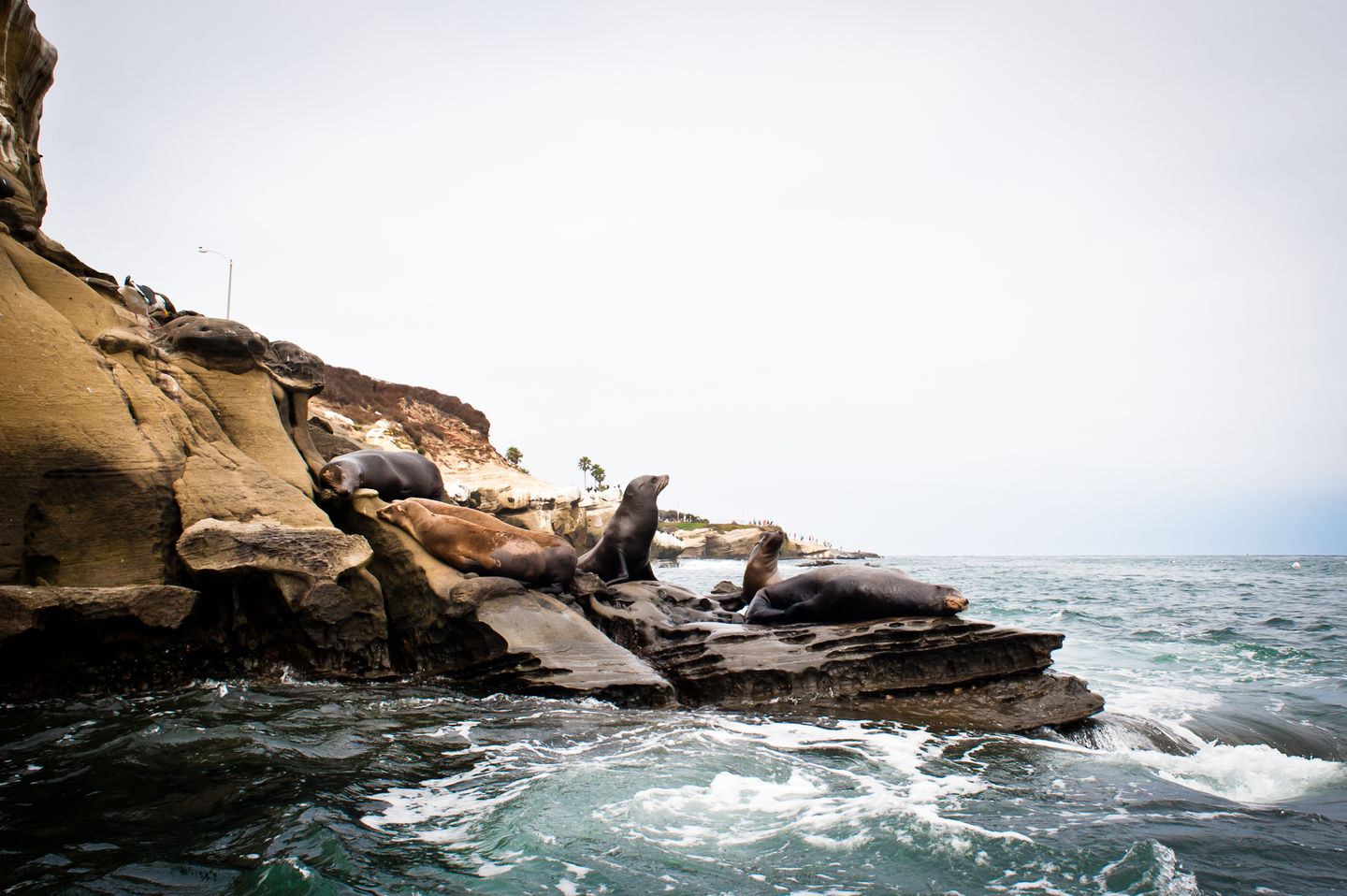 Sea Lions