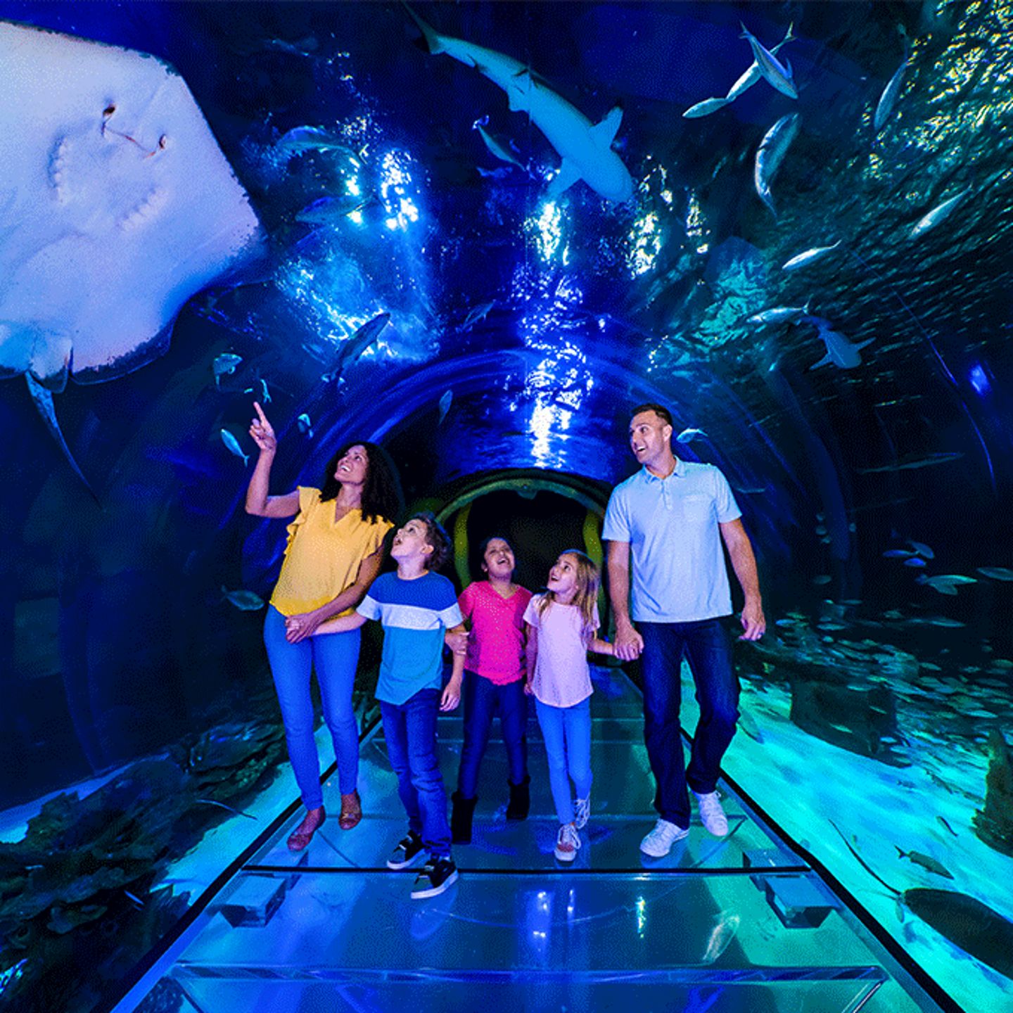 SEA LIFE Orlando Aquarium Admission and Digital Photo Pass  1