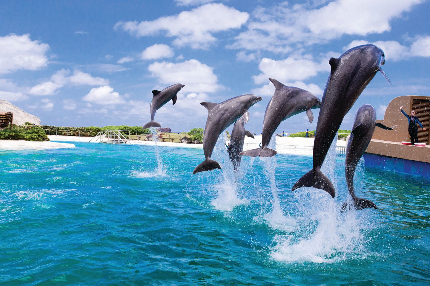 Dolphin Show