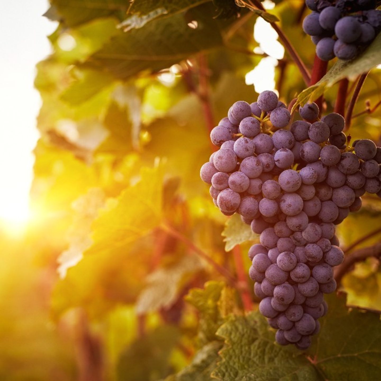 Grapes on vine