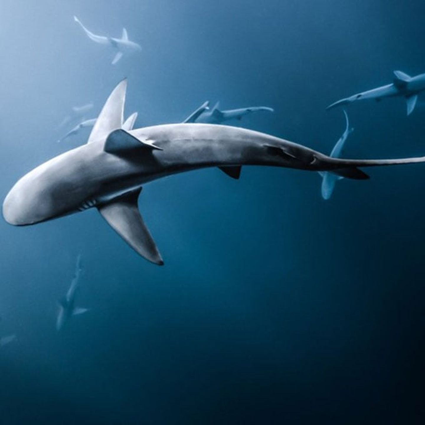 Swimming with Sharks