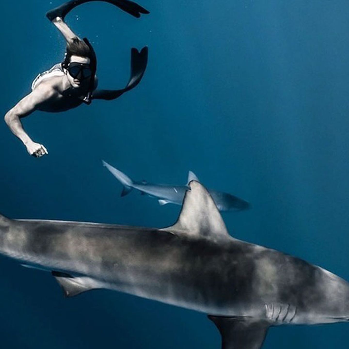 North Shore Shark Snorkel