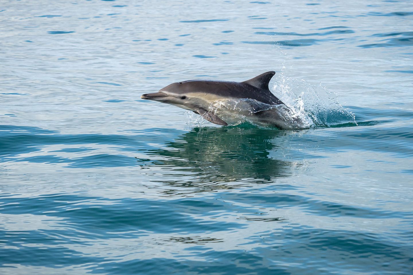 Dolphins
