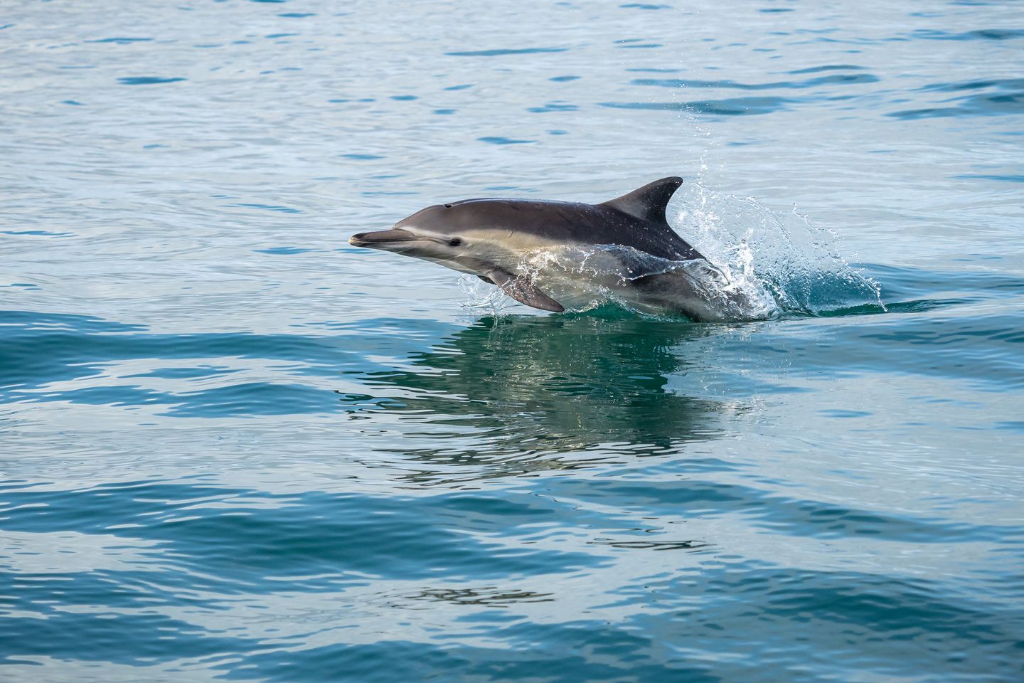 Dolphins