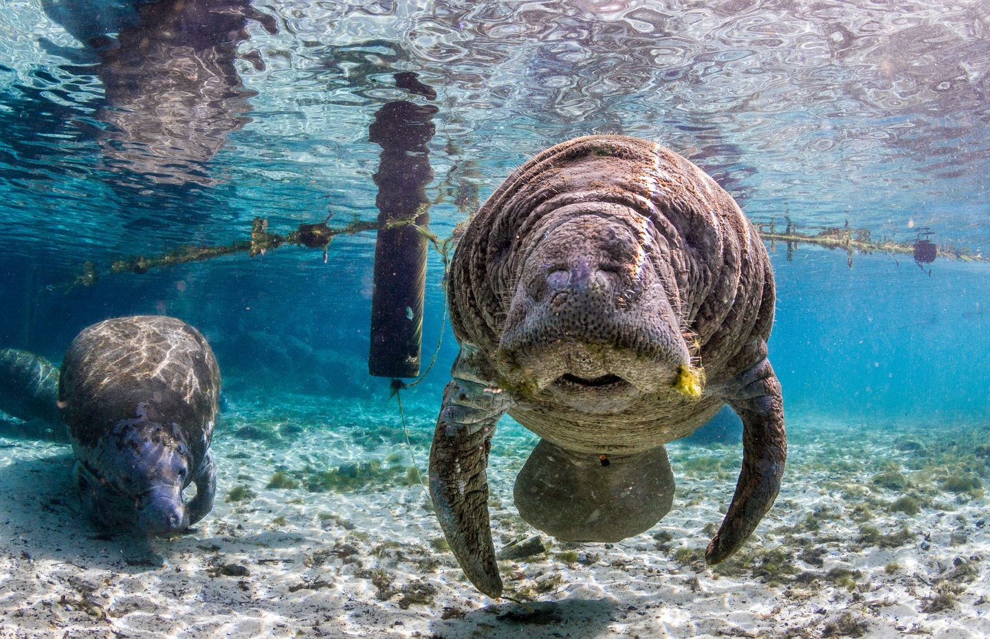 Manatee