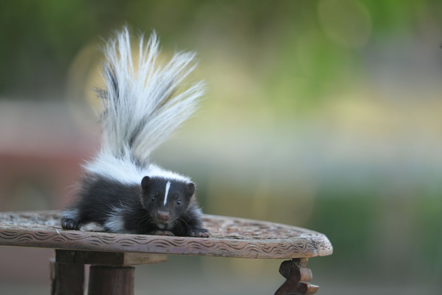 Skunk