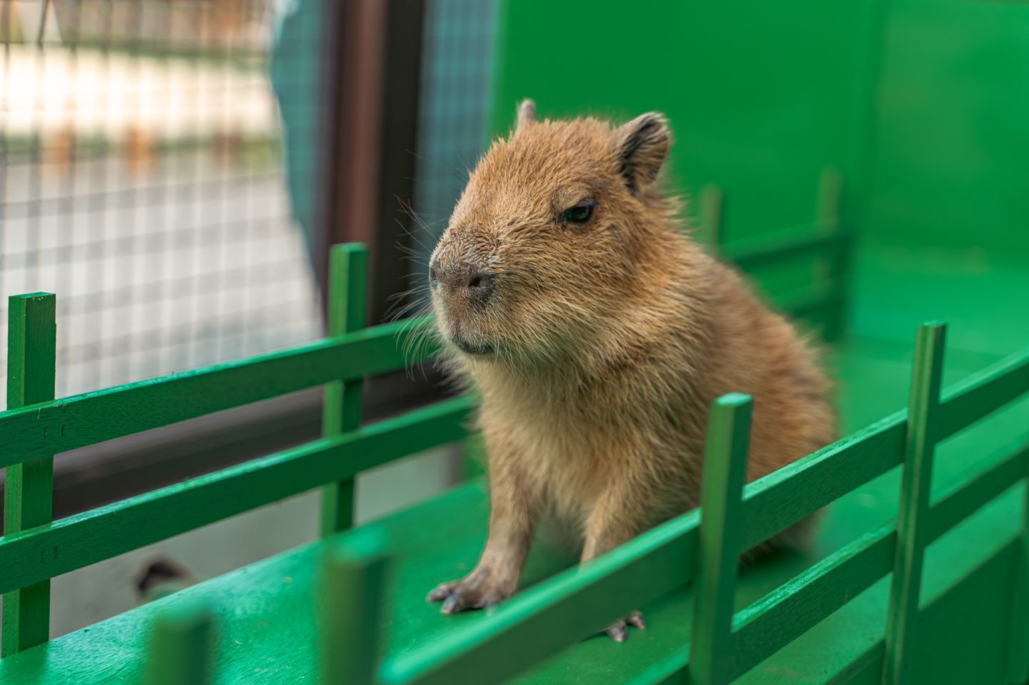 Baby capybara