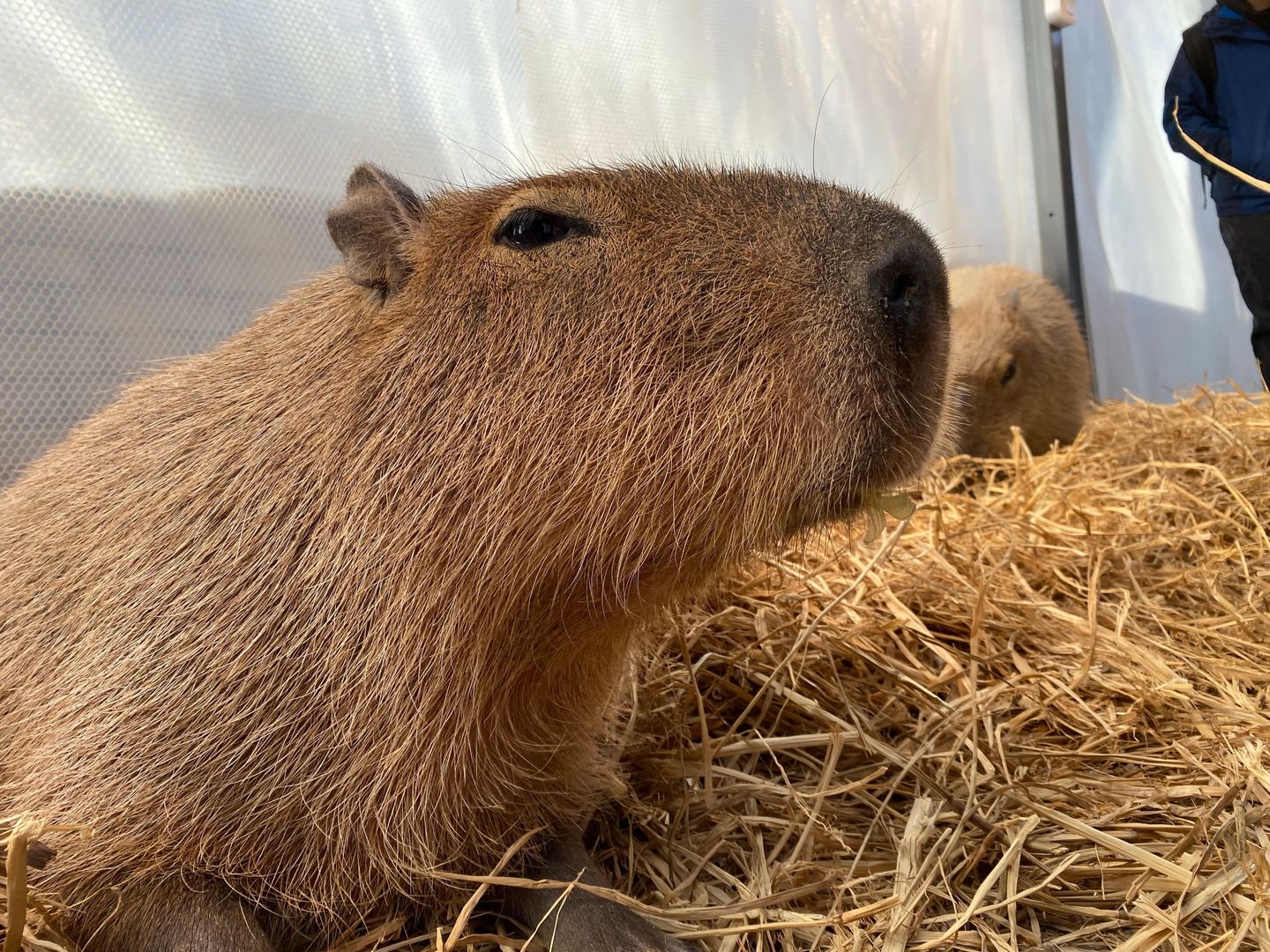 Capybara up close