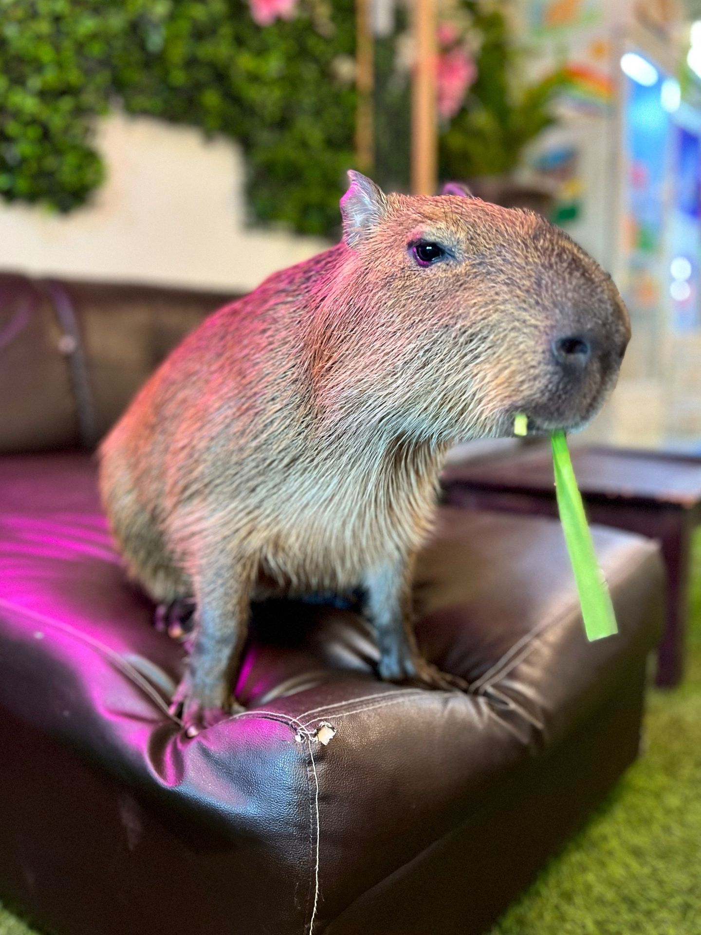 Capybara eating