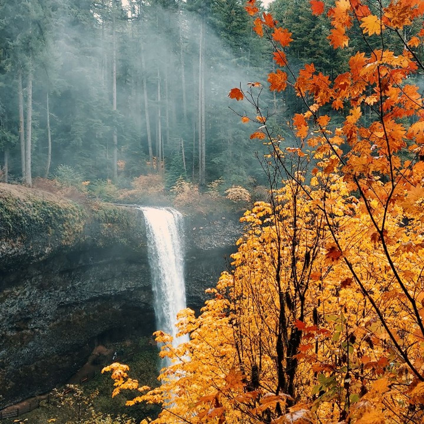Waterfall and trees