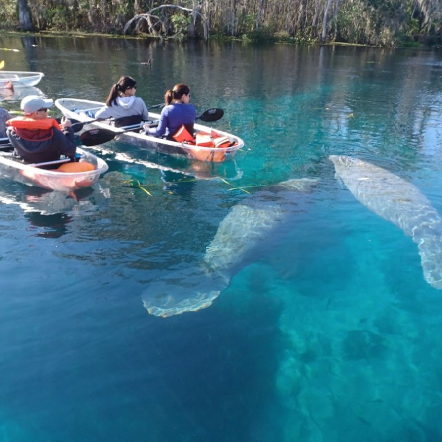 Kayaks and manatees