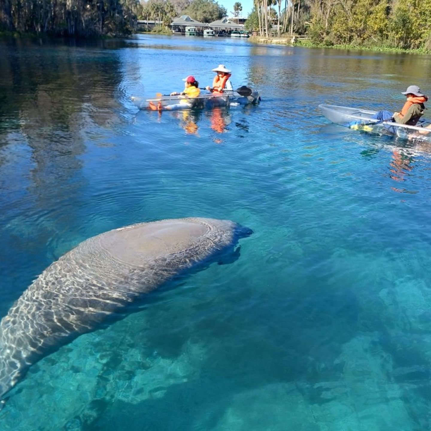 People looking at manatee