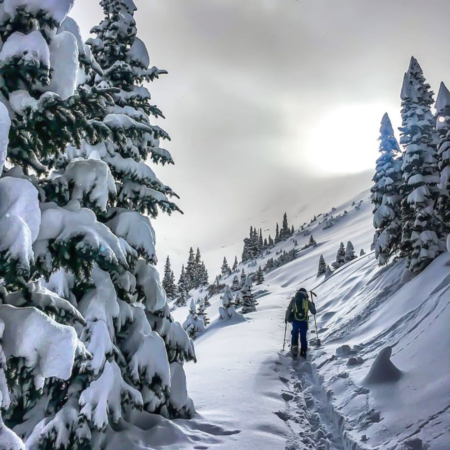 Skiing through forest