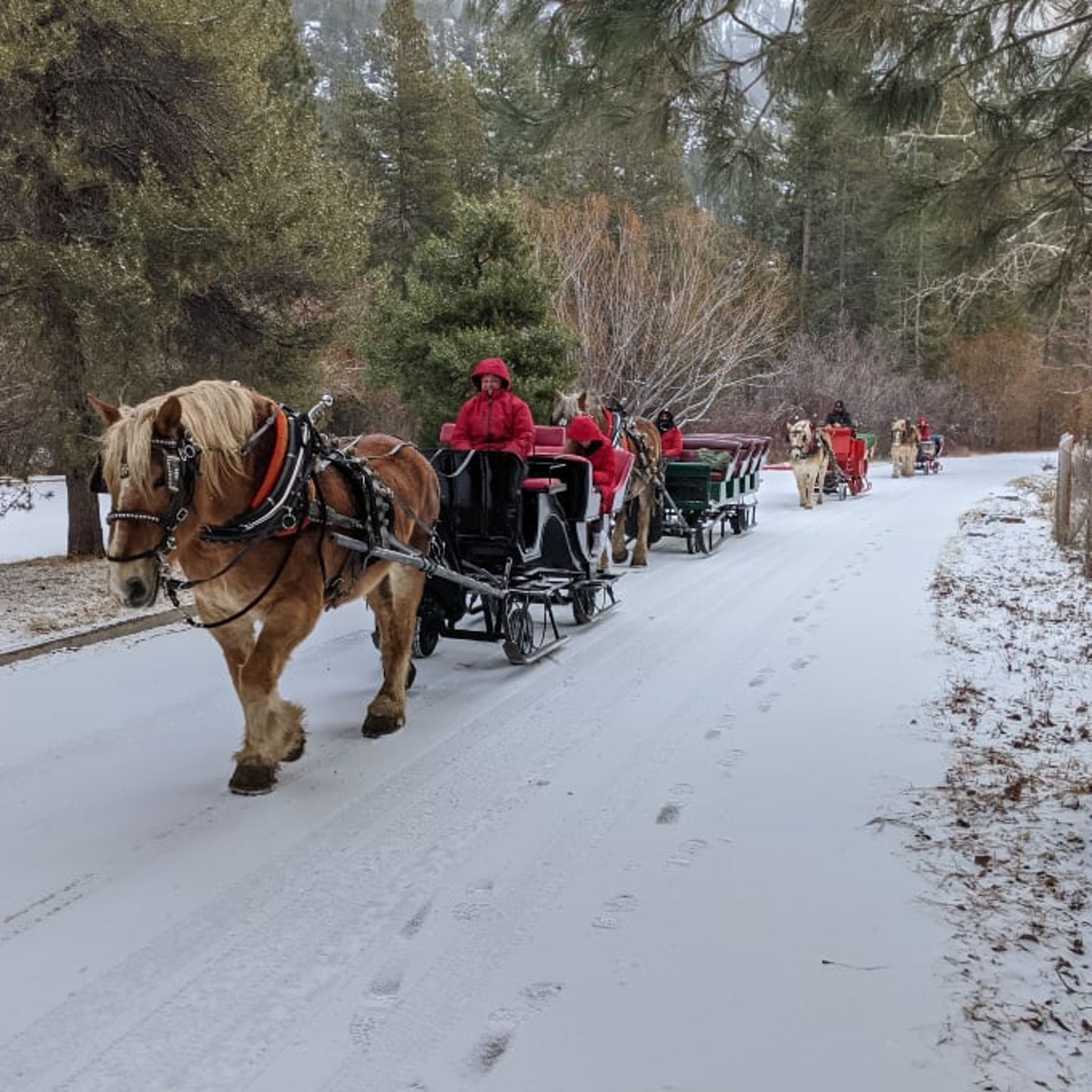 Horses pulling sleighs
