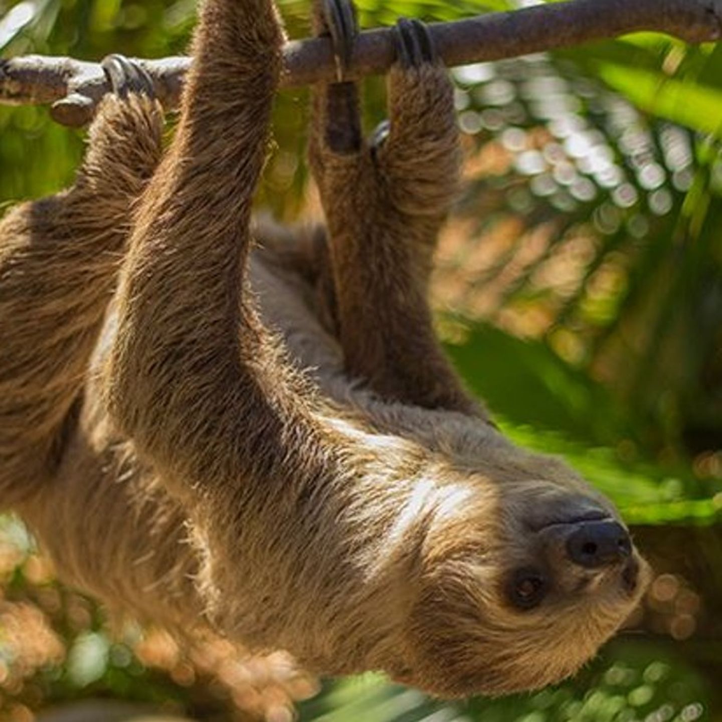 Sloth on branch