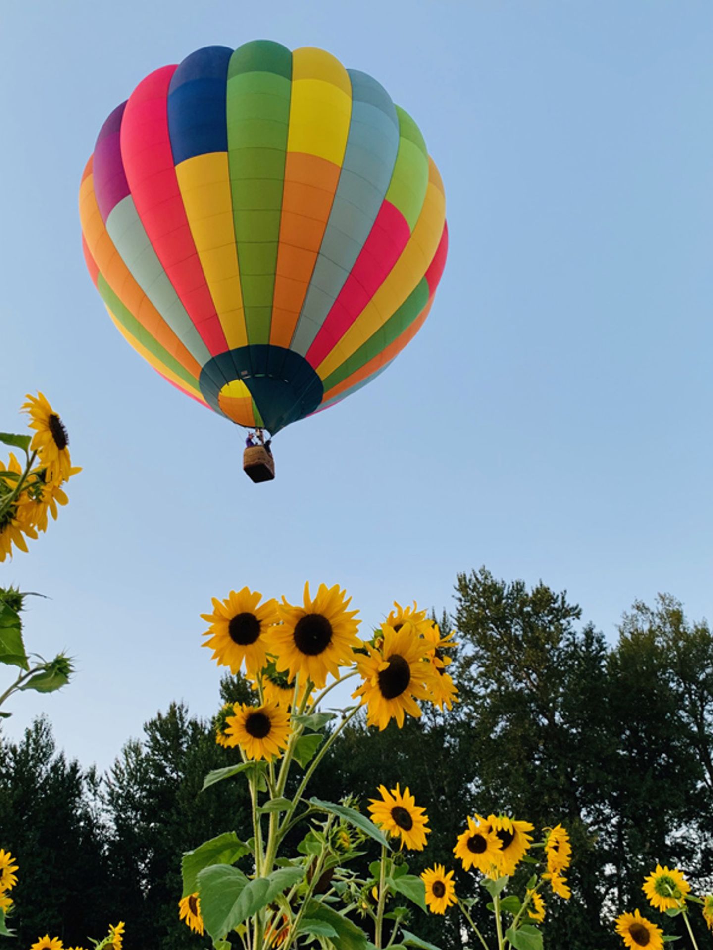 Balloon over sunflowers