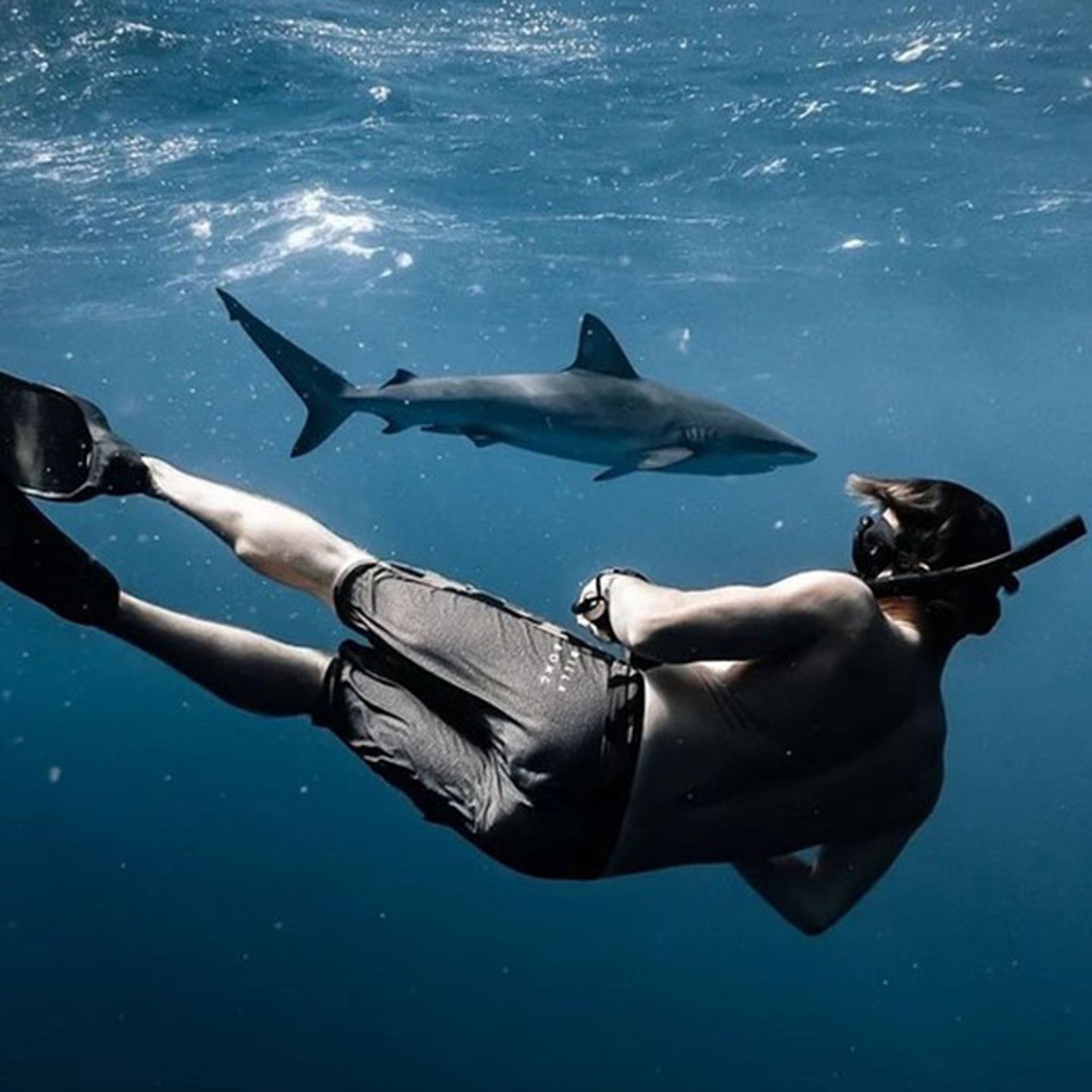 Swimming with Sharks North Shore