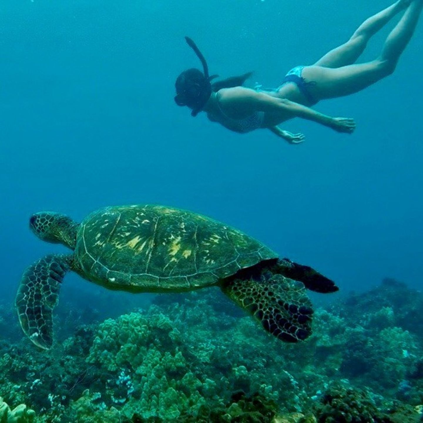 	 Beginners Snorkel Adventure
