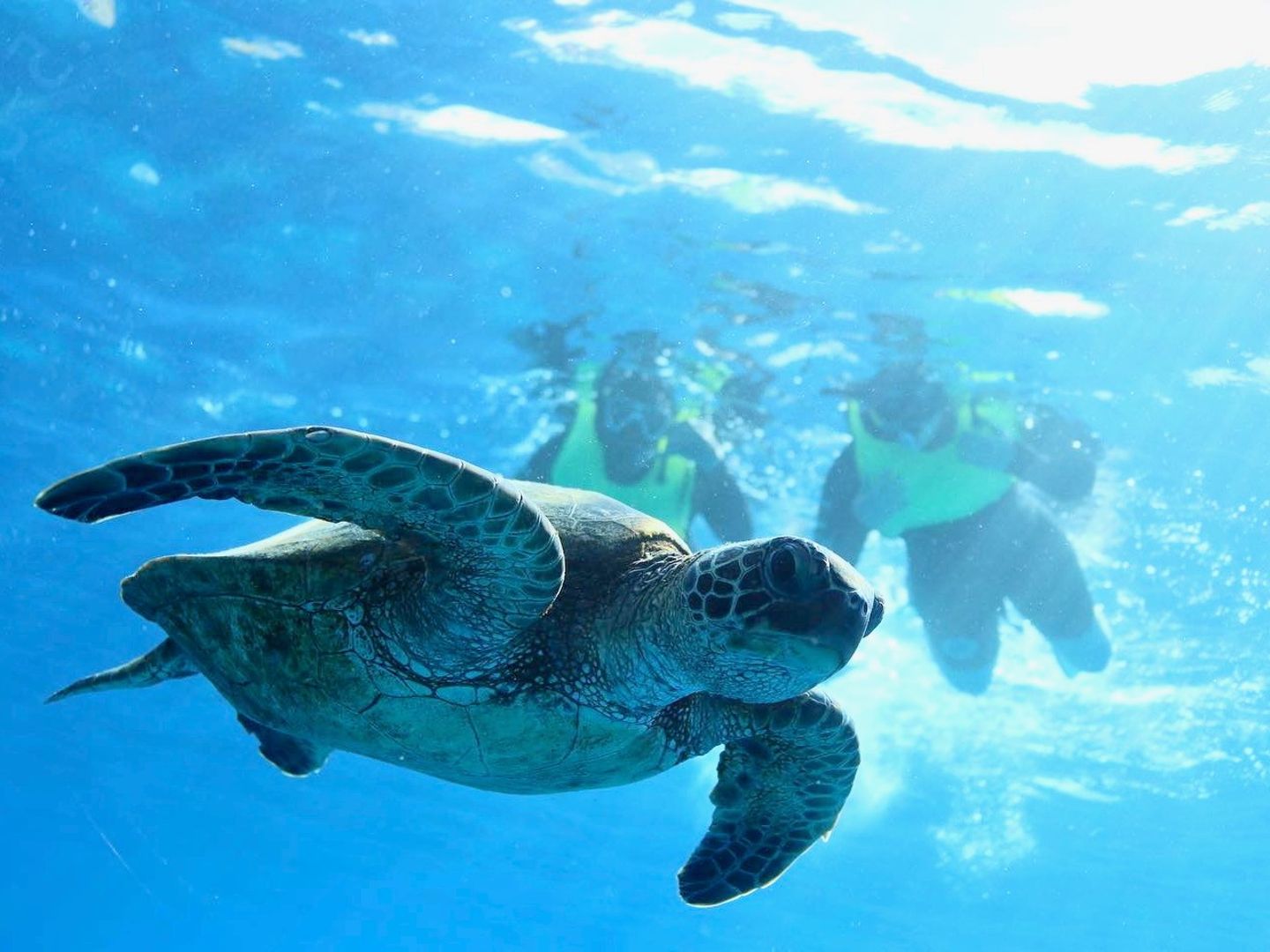 Two people with turtle