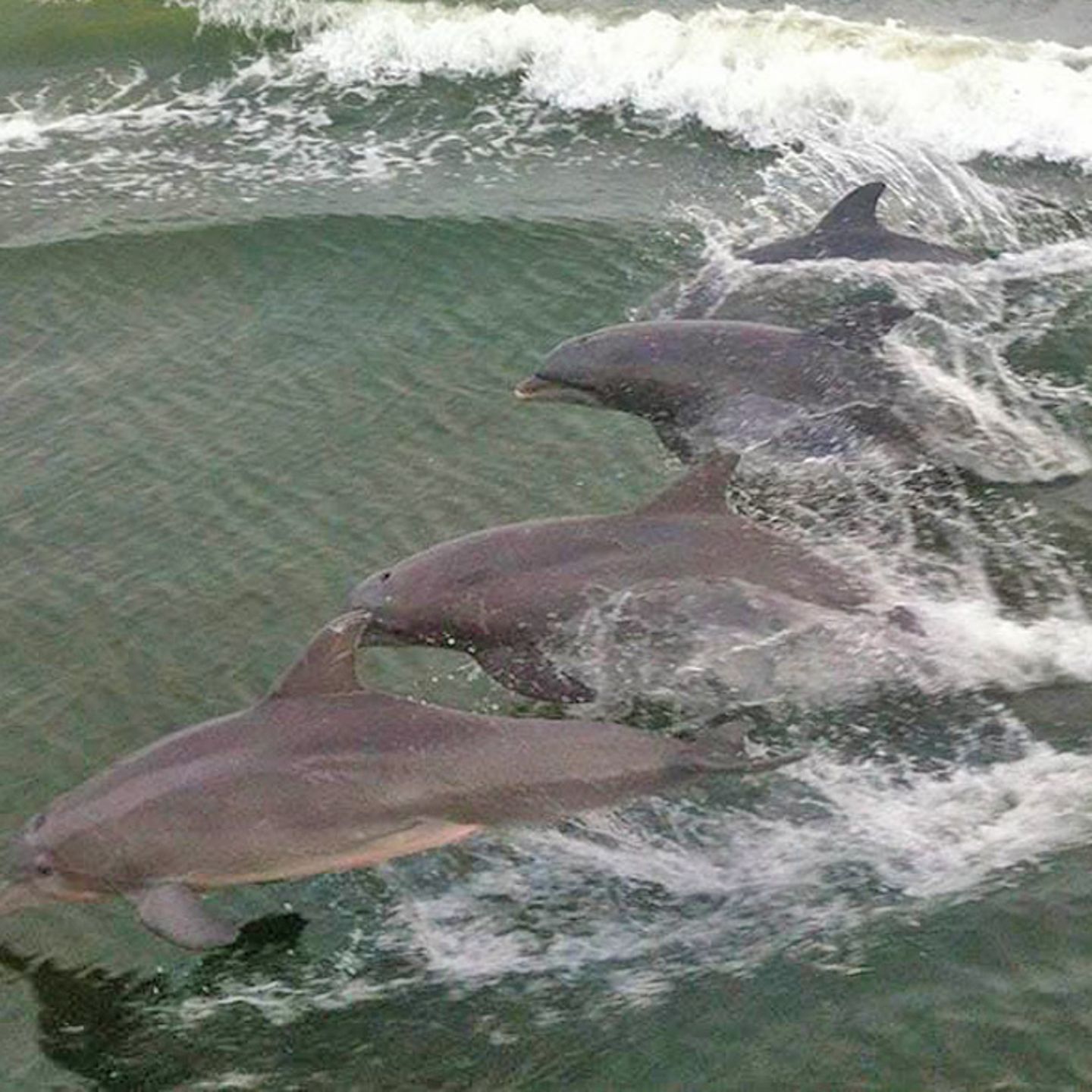 Dolphin Jet Ski Tour