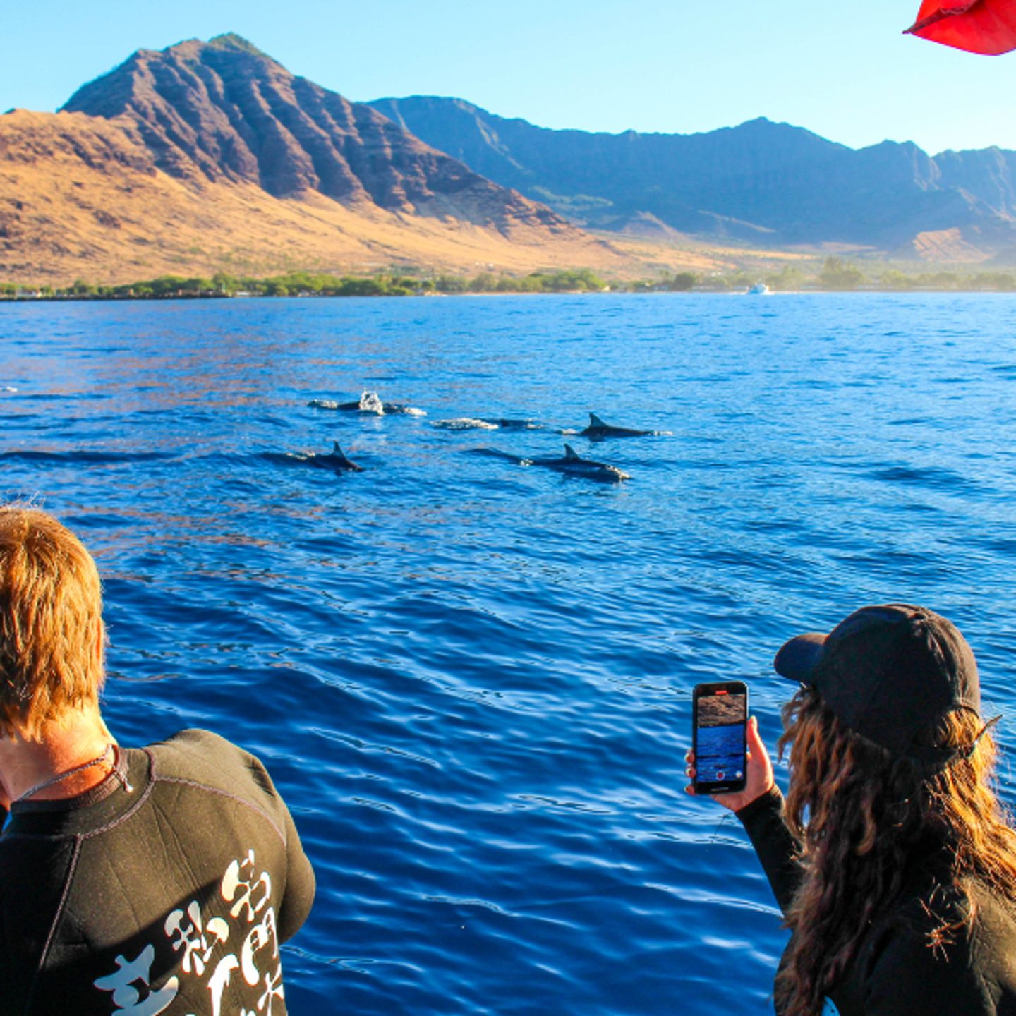 People looking at dolphins